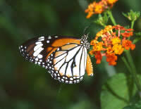 Danaus genutia small - Learn Butterflies